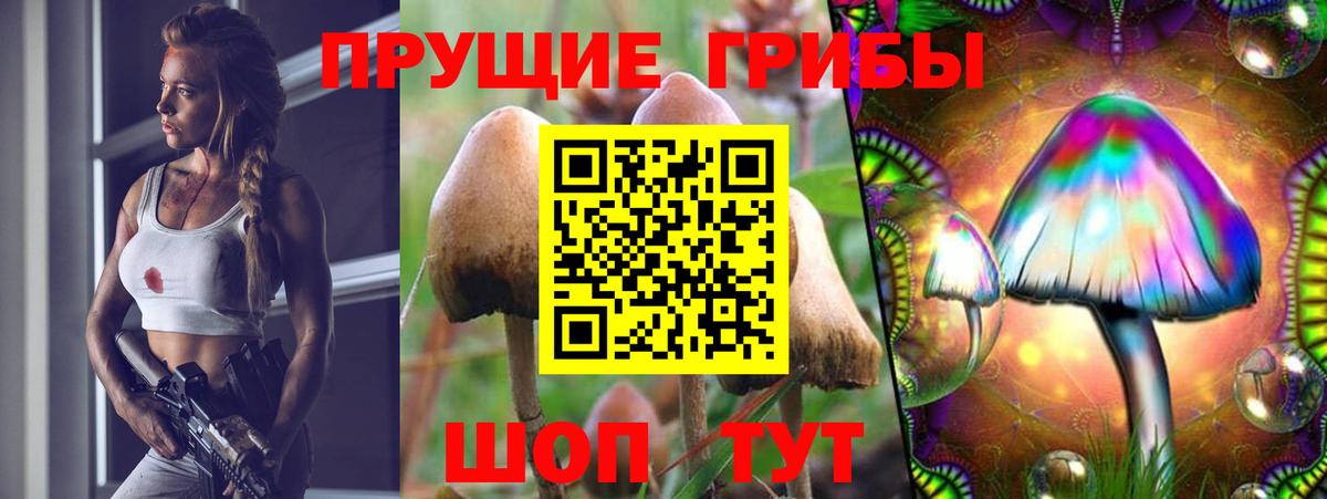 Галлюциногенные грибы Cubensis Горно-Алтайск